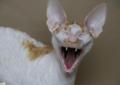 Rudo-biała piękność rasy Cornish rex szuka nowego domu Rodowód