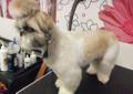 Salon Pielęgnacji Psów Dora - Kętrzyn, strzyżenie psów, groomer
