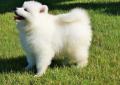SAMOYED ~ hodowla Yukibana FCI - szczenięta Rodowód