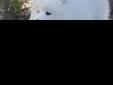 Samoyed, suczka z hodowli Camomile Meadow FCI