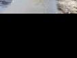 Samoyed, suczka z hodowli Camomile Meadow FCI