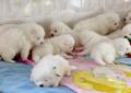 SAMOYED Szczenięta - Powiew Północy - Wolny Piesek Rodowód