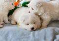SAMOYED Szczenięta - Powiew Północy - Wolny Piesek Rodowód
