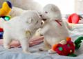 SAMOYED Szczenięta - Powiew Północy - Wolny Piesek Rodowód