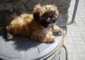 Shih-tzu sunia cudna lala.