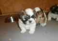 Shih tzu - kochane przytulanki Rodowód