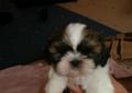 Shih tzu - kochane przytulanki Rodowód