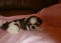 Shih tzu - kochane przytulanki Rodowód