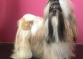 SHIH TZU po Multi Championach (FCI) Rodowód