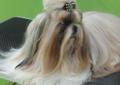 SHIH TZU po Multi Championach (FCI) Rodowód