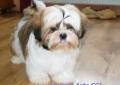 SHIH TZU po Multi Championach (FCI) Rodowód