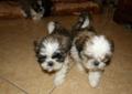 Shih tzu słodkie szczenięta