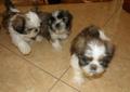 Shih tzu słodkie szczenięta