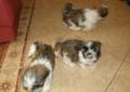 Shih tzu słodkie szczenięta