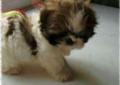 Shih Tzu, szczenięta z rodowodem, zwierzęta, psy