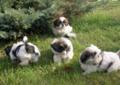 Shih Tzu, szczenięta z rodowodem, zwierzęta, psy