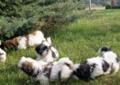 Shih Tzu, szczenięta z rodowodem, zwierzęta, psy