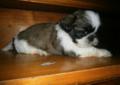 Shih tzu szczenieta miniaturowe Wrocław CAŁY DOLNY SLASK