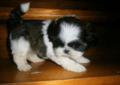 Shih tzu szczenieta miniaturowe Wrocław CAŁY DOLNY SLASK