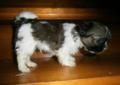 Shih tzu szczenieta miniaturowe Wrocław CAŁY DOLNY SLASK