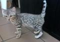 SILVER BENGAL ***Srebrny kocurek bengalski *** dostępny Rodowód