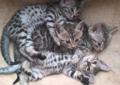 SILVER BENGAL ***Srebrny kocurek bengalski *** dostępny Rodowód