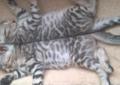 SILVER BENGAL ***Srebrny kocurek bengalski *** dostępny Rodowód