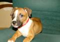 Sos-amstaff do adopcji psiaki ( szczenięta) rasy amstaff