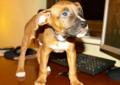 Sos-amstaff do adopcji psiaki ( szczenięta) rasy amstaff