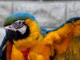Sprzedam papuge Ara Ararauna Samica badania- DNA , PBFD, HERPES ,POLYOMA