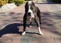 sprzedam ssczeniaki amstaff blue z rodowodem Rodowód