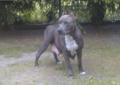sprzedam ssczeniaki amstaff blue z rodowodem Rodowód