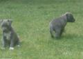 sprzedam ssczeniaki amstaff blue z rodowodem Rodowód