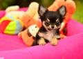 Super szczenięta CHIHUAHUA DŁUGOWŁOSE! Rodowód