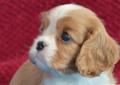 Szczenięta Cavalier KingCharles Spaniel Rodowód