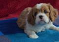 Szczenięta Cavalier KingCharles Spaniel Rodowód