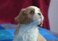 Szczenięta Cavalier KingCharles Spaniel Rodowód