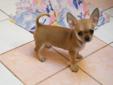 Szczenięta Chihuahua Krótkowłose