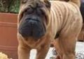 SZczenięta SHAR PEI ZKwP Rodowód