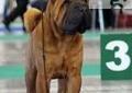 SZczenięta SHAR PEI ZKwP Rodowód