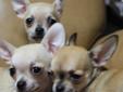 Szczeniaczki Chihuahua piesek 1 kg maciupeńki