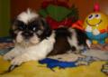 Szczeniaki Shih tzu