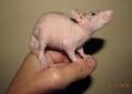 Szczury fuzz,dumbo,fuzz-dumbo,rexy,dumbo-rexy i inne