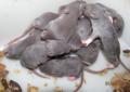 Szczury fuzz,dumbo,fuzz-dumbo,rexy,dumbo-rexy i inne