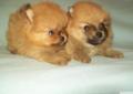 Szpic miniaturowy pomeranian Rodowód