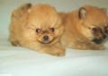 Szpic miniaturowy pomeranian Rodowód