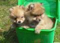 SZPICE miniaturowe pomeraniany Rodowód
