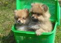 SZPICE miniaturowe pomeraniany Rodowód