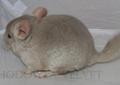 Szynszyl Szynszyla samiec beżowy beż heterozygotyczny