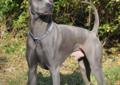 Thai Ridgeback Dog ไทยหลังอาน dog tajski Rodowód